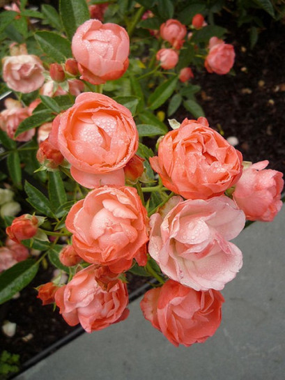 Margo Koster pomarańczowe róże okrywowe