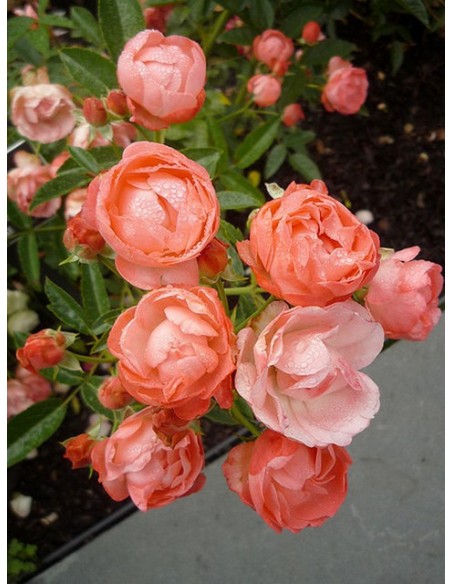 Margo Koster pomarańczowe róże okrywowe