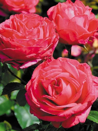 wielkokwiatowa róża CHERRY LADY®