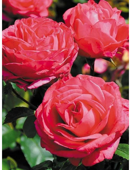 wielkokwiatowa róża CHERRY LADY®