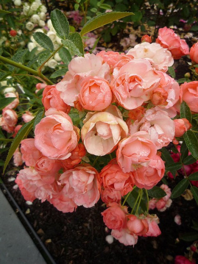 pomarańczowe róże okrywowe Margo Koster