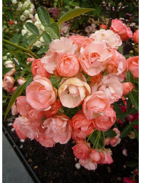 pomarańczowe róże okrywowe Margo Koster