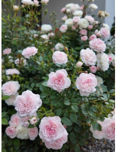 róża miniaturowa Święta Tereska 2