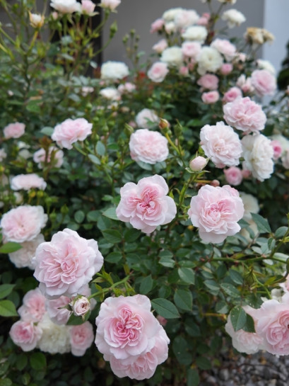 polska róża miniaturowa Święta Tereska