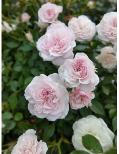 róża miniaturowa Święta Tereska