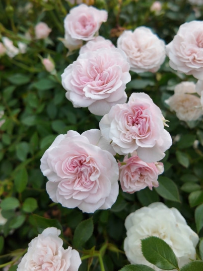 róża miniaturowa Święta Tereska