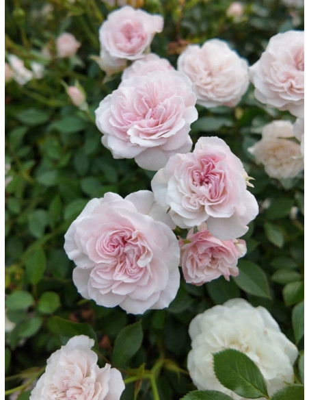 róża miniaturowa Święta Tereska