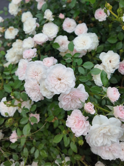 Święta Tereska polska róża miniaturowa