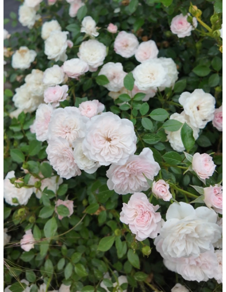 Święta Tereska polska róża miniaturowa