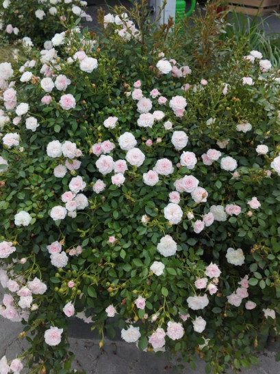 róże miniaturowe do ogrodu Święta Tereska