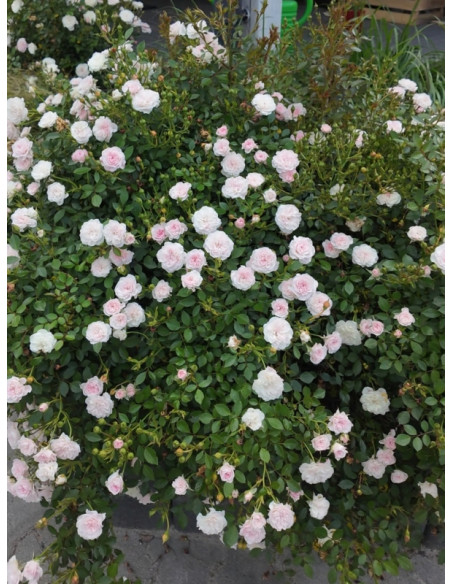 róże miniaturowe do ogrodu Święta Tereska