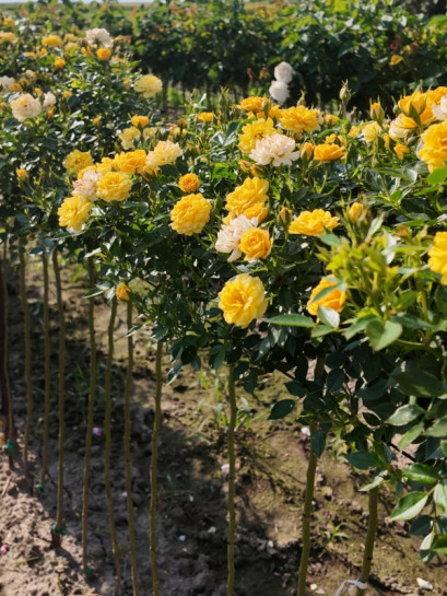 róże pienne Yellow Fairy rozaria