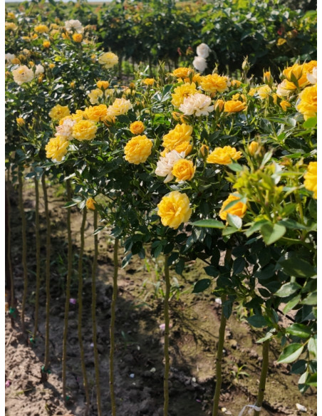 róże pienne Yellow Fairy rozaria