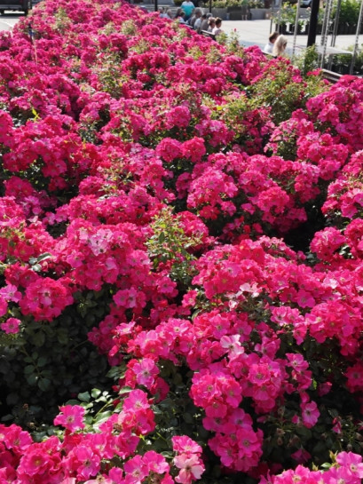 okrywowe róże STADT ROM®