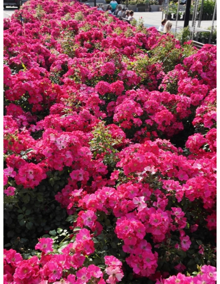 okrywowe róże STADT ROM®