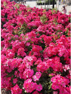 róża okrywowa STADT ROM® 2