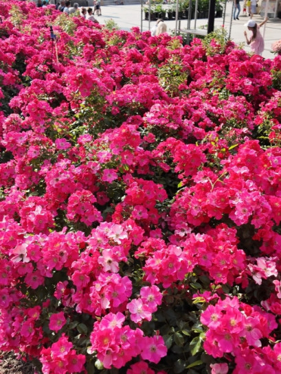 róże okrywowe STADT ROM®