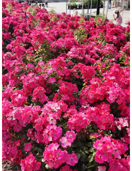 róże okrywowe STADT ROM®