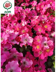 róża okrywowa STADT ROM®