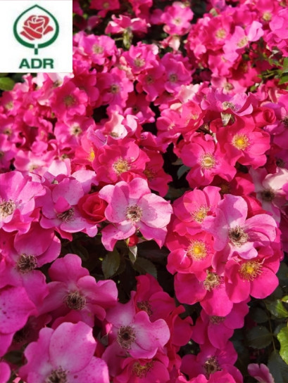 róża okrywowa STADT ROM®