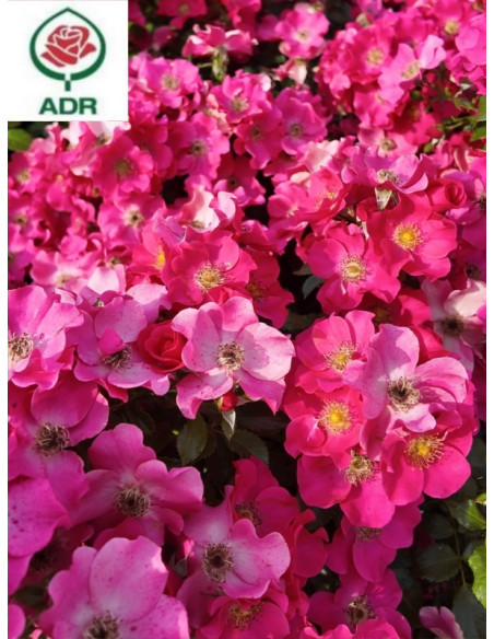 róża okrywowa STADT ROM®