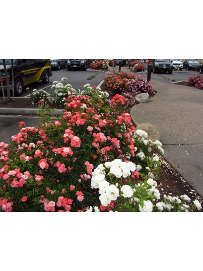 róże okrywowe pomarańczowe Margo Koster