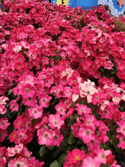 okrywowa róża STADT ROM®