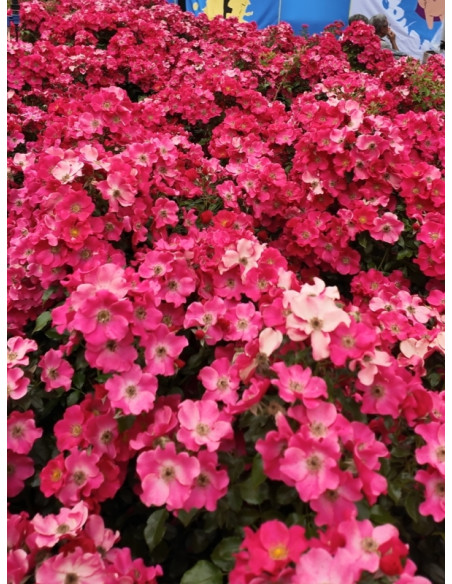 okrywowa róża STADT ROM®