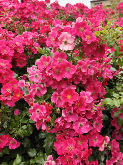 STADT ROM® różowe róże okrywowe