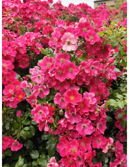 STADT ROM® różowe róże okrywowe