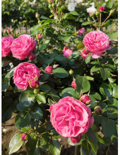 róże pienne Leonardo da Vinci 2