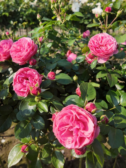 pienna róża Leonardo da Vinci®