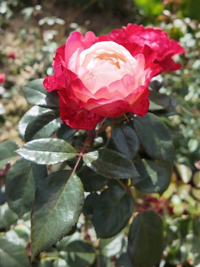 Nostalgie® róże wielkokwiatowe