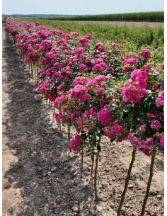 Lovely Fairy róże pienne 2