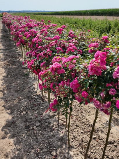 Pink Fairy róże pienne