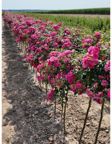 Pink Fairy róże pienne