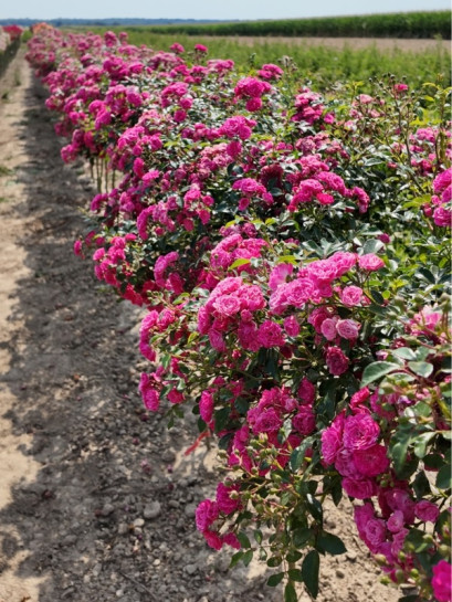 róże pienne Pink Fairy