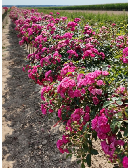 róże pienne Pink Fairy