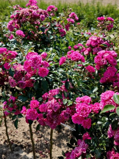 pienne róże Pink Fairy