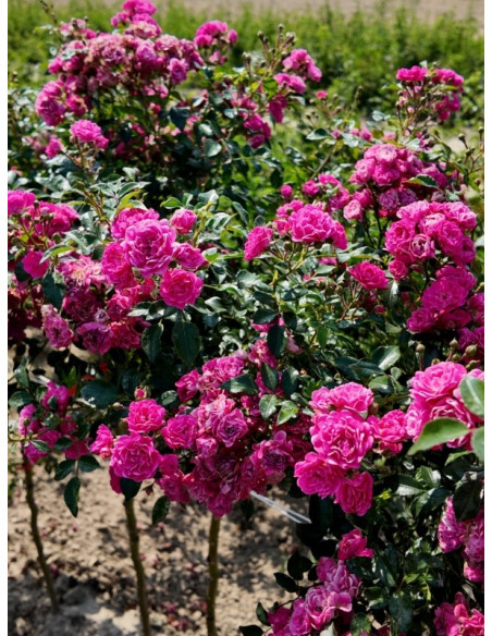 pienne róże Pink Fairy