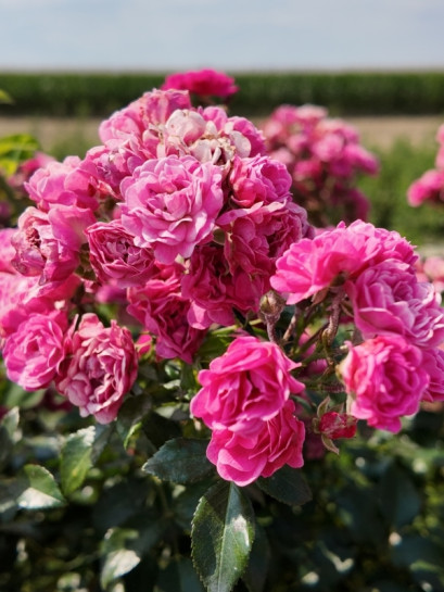 Pink Fairy różowa róża pienna