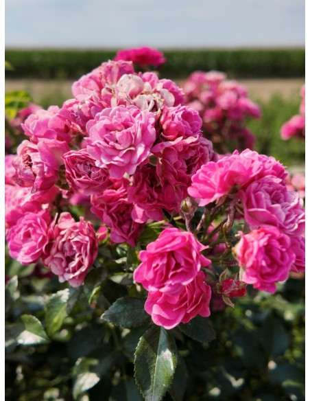 Pink Fairy różowa róża pienna