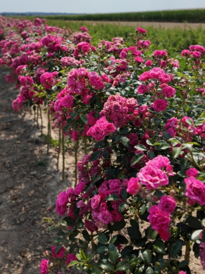 róża pienna Pink Fairy