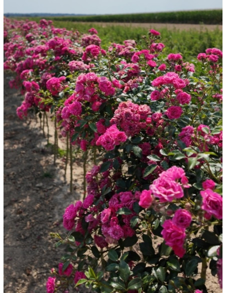 róża pienna Pink Fairy