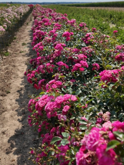 Pink Fairy róża pienna