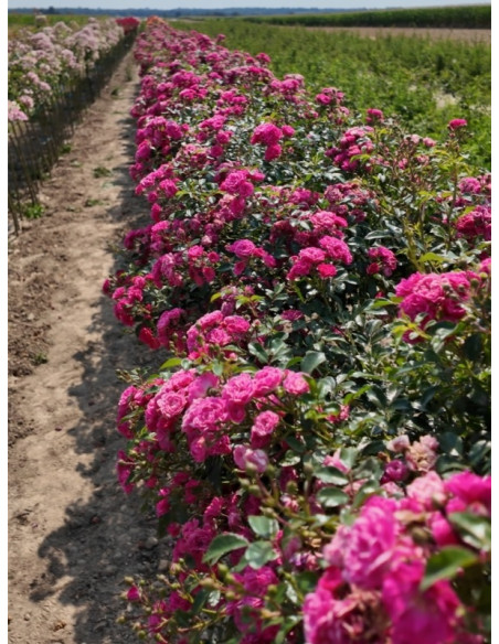 Pink Fairy róża pienna