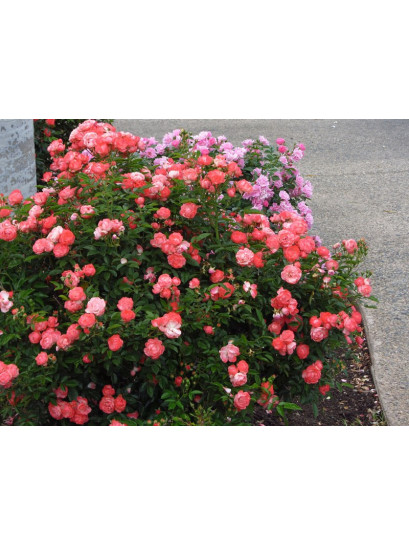 pomarańczowe okrywowe róże Margo Koster