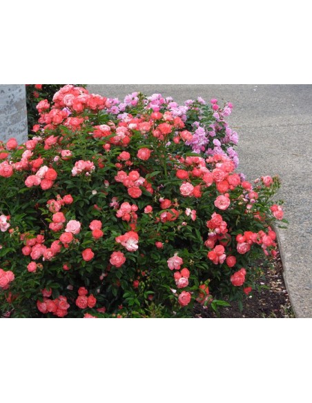 pomarańczowe okrywowe róże Margo Koster