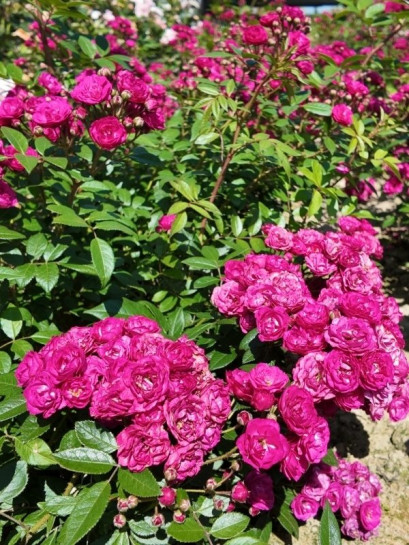 Róża piżmowa Dinky