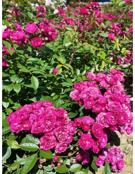 Róża piżmowa Dinky